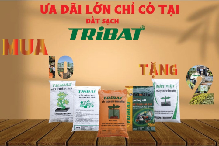 ƯU ĐÃI VÀNG CHỈ CÓ TẠI ĐẤT SẠCH TRiBAT